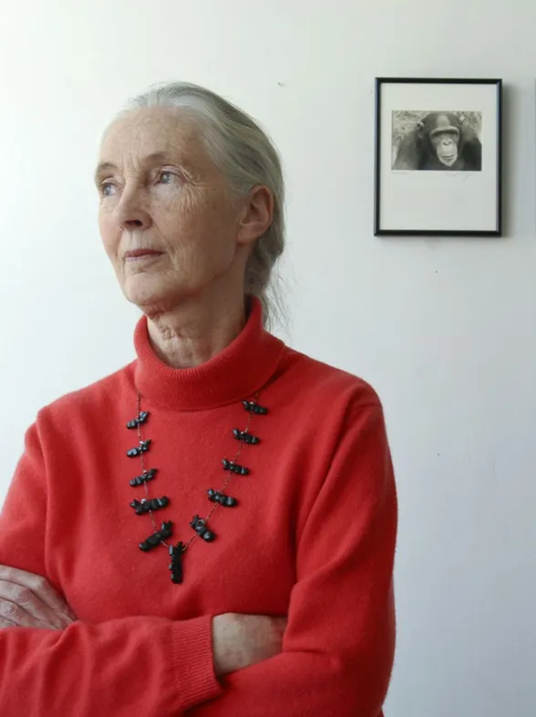 Jane Goodall: Ihr Kampf für die Schimpansen