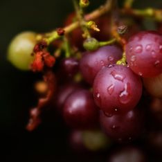 L'uva fa ingrassare: non è vero e vi spieghiamo il perché