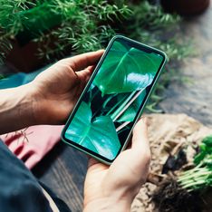 Pflanzen bestimmen: Die besten Apps und Tipps zum Identifizieren