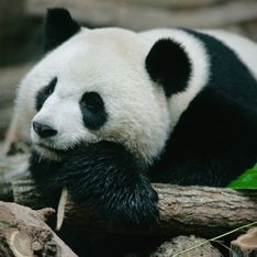 Deux bébés pandas sont nés au ZooParc de Beauval