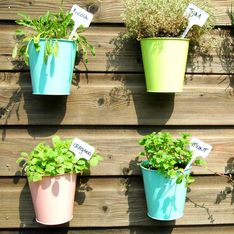 Kräuter anpflanzen: Tipps für Garten, Balkone und Wohnungen