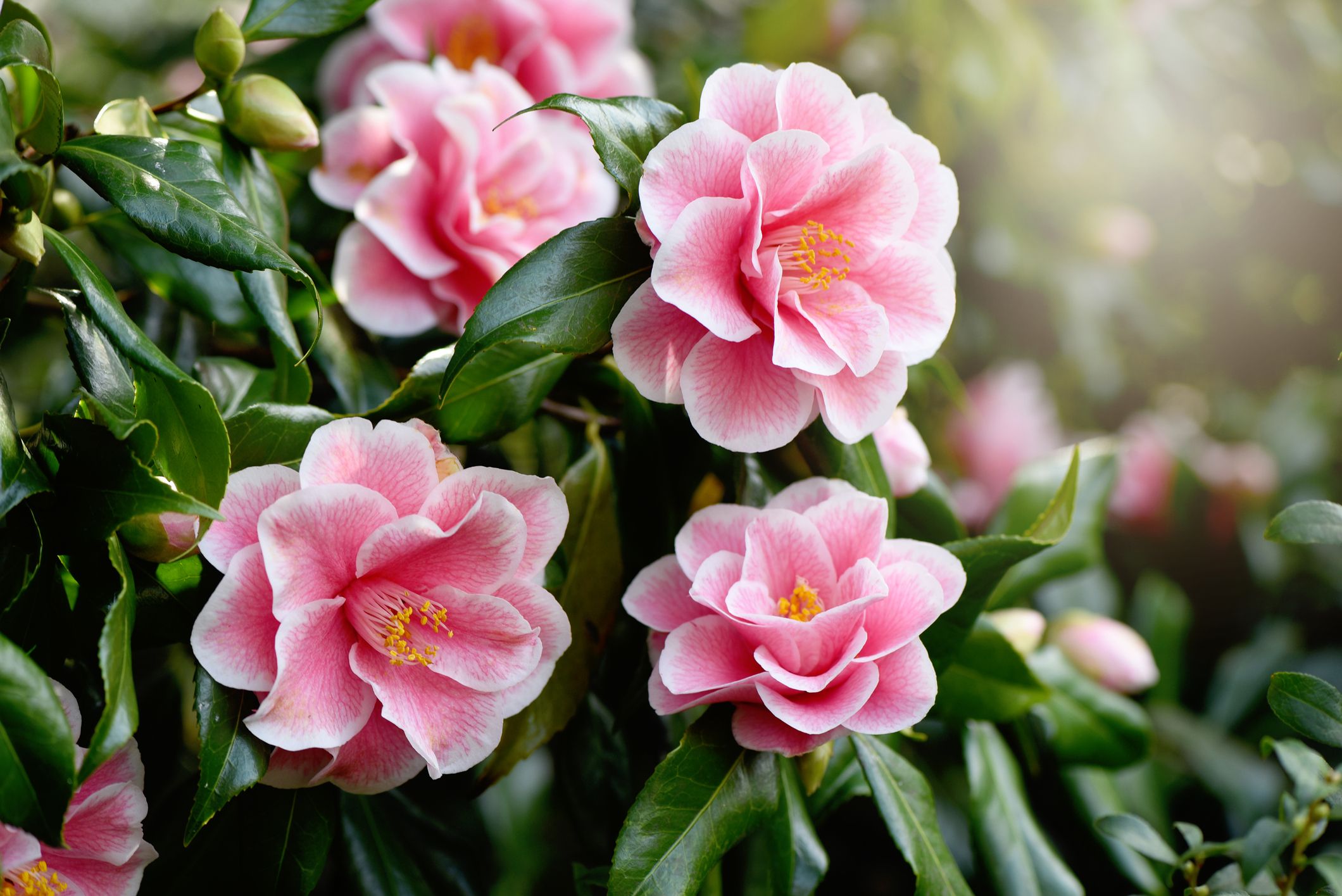 Camelia: fiore da giardino e da vaso, come coltivarla e curarla