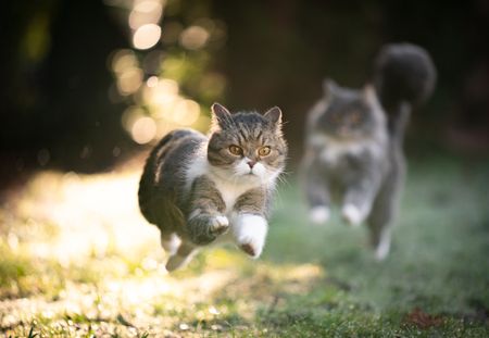 Pourquoi votre chat sera toujours plus rapide que vous (et Usain Bolt)