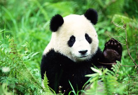 Zoo de Beauval : découvrez les noms français des deux nouveaux bébés pandas (vidéo)