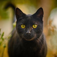 Un chat noir héroïque sauve son humaine de 83 ans tombée dans un ravin