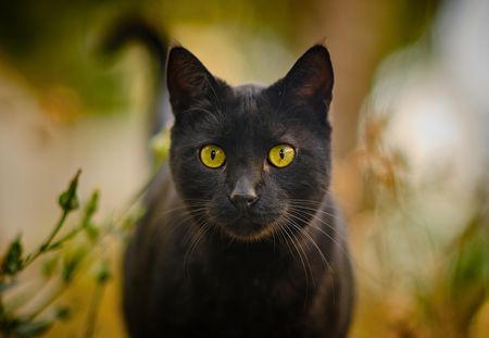 Un chat noir héroïque sauve son humaine de 83 ans tombée dans un ravin