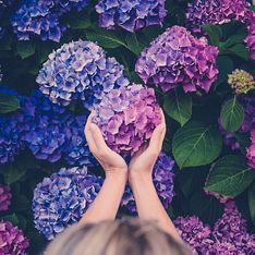 Pianta con fiori viola: un tocco di colore per il tuo balcone, giardino o in casa