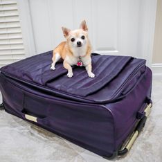 Insolite : partis en vacances, ils découvrent leur chien caché dans la valise