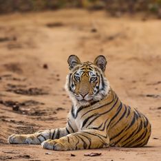 Sognare tigre: simbolismo e significato