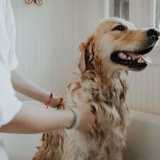 Animaux domestiques : à quelle fréquence faut-il laver son chien ?