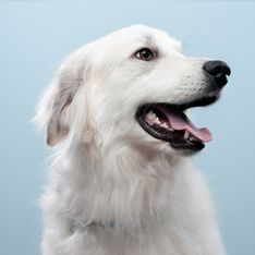 Sognare un cane bianco: quale significato ha questo sogno?