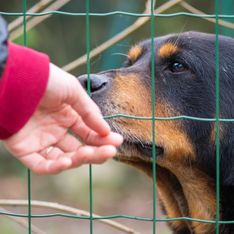 Cruauté animale : ils abandonnent leur chien pour une raison absurde