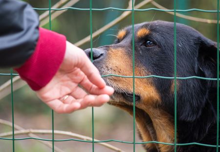 Cruauté animale : ils abandonnent leur chien pour une raison absurde