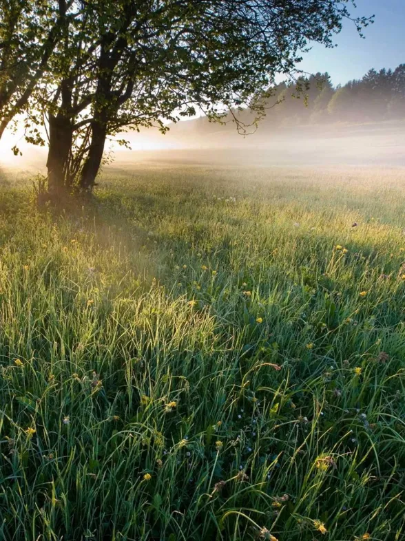 Kennst du das gefährlichste Tier Deutschlands?