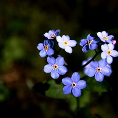 Non ti scordar di me: il fiore blu che richiede poche cure