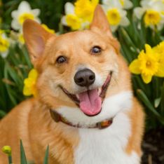 Lebensgefahr für Hunde: Diese Blumenzwiebeln sind tödlich