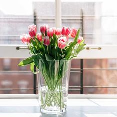 Wie bleiben Tulpen länger frisch? Die besten Tipps