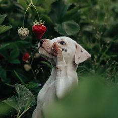 Dürfen Hunde Erdbeeren fressen?