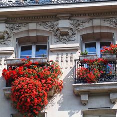 Quelles plantes grimpantes pour un balcon ?