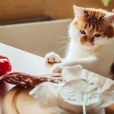 Katzen & Käse: Dürfen die Vierbeiner die Leckereien essen?