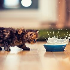 Katzen und Milch: Verträgt sich das eigentlich?