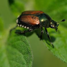 Le scarabée japonais : cet insecte qui fait des ravages menace de nombreuses cultures