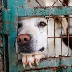 Tierheime am Limit: Corona-Hunde bereiten große Probleme