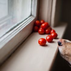 Dürfen Hunde Tomaten essen? Wissenswertes für dein Haustier