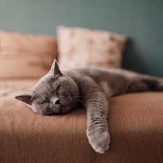 Nervige Katzenhaare auf dem Sofa? Damit wirst du sie los!