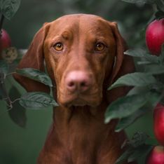 Danach wird oft gefragt: Dürfen Hunde Äpfel fressen?
