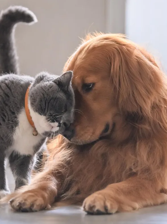 Haustierfrage: Dürfen Hunde Katzenfutter fressen?