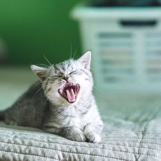Miauen, Schnurren, Gurren: Das will dir deine Katze sagen