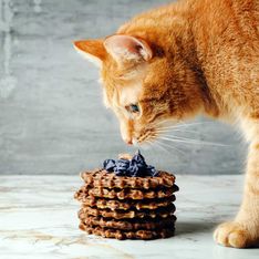 Erlaubt oder nicht? Dürfen Katzen Schokolade essen?