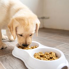 Pourquoi la nourriture pour vos animaux est-elle menacée d’une pénurie ?