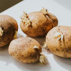 Keimende Kartoffeln: Giftig oder bedenkenlos essbar?
