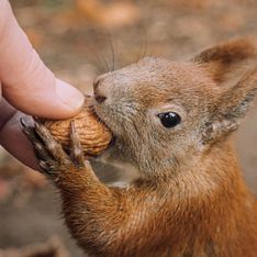 Eichhörnchen füttern: So geht es richtig!