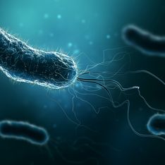 Infezione da Helicobacter pylori: sintomi e possibili cure