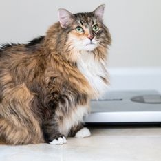 Katze zu dick: So erkennt und bekämpft ihr das Übergewicht