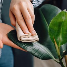 Pflanzen abstauben: Das sind die effektivsten Methoden