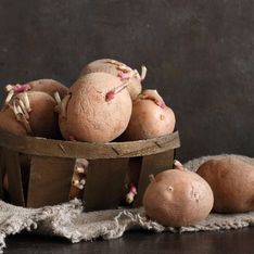 Peut-on manger des pommes de terre qui ont ramolli ?