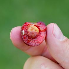 Comment savoir si vos cerises contiennent des vers et comment les faire sortir avant de les manger ?