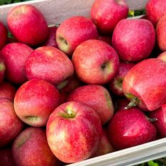 Ces pommes Pink Lady produites en France vendues chez Carrefour viennent du Chili !