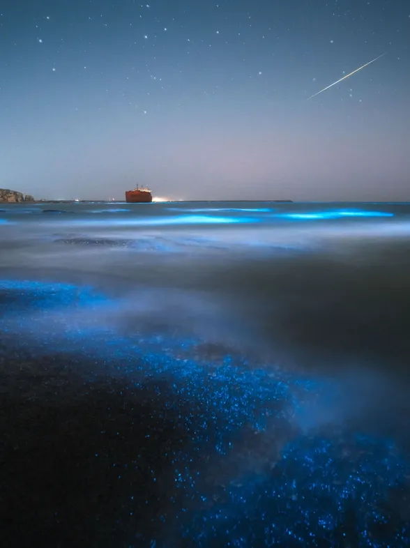Descubre la magia de estas playas bioluminiscentes que puedes ver en España