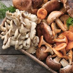 Cueillette des champignons : les règles à respecter absolument afin d’éviter les risques !