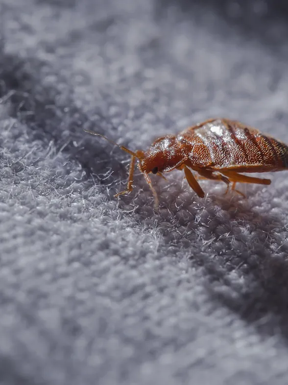 Plaga de chinches en España: una bailarina comparte sus picaduras y su insoportable picor