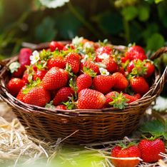 Les premières fraises sont de retour, est-ce une bonne idée d'en manger dès maintenant ?