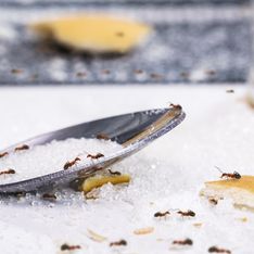 Dîtes adieu aux fourmis dans la cuisine grâce à ces ingrédients du placard sous-estimés, mais très efficaces