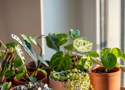 Dime qué signo eres y te diré qué planta se ajusta mejor a tu estilo de vida