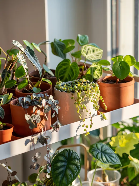 Dime qué signo eres y te diré qué planta se ajusta mejor a tu estilo de vida