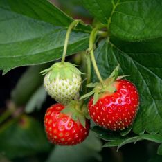 Avec cette astuce simple, mais efficace, dites adieu aux animaux qui mangent vos fraises dans le jardin